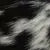 Black and White Cowhide