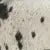 Black and White Cowhide